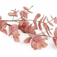 Eucalyptus Flower Pink Eucalyptus Flower Pink