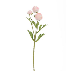 Aconitum Creme Flowers Aconitum Creme Flowers