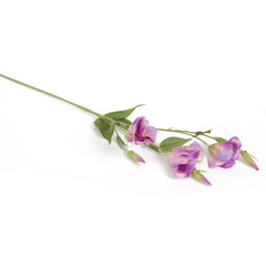 Purple Lisianthus Flowers Purple Lisianthus Flowers