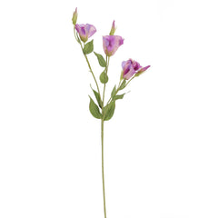 Purple Lisianthus Flowers Purple Lisianthus Flowers
