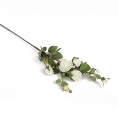 Pearl Cabbage Rose Flowers Pearl Cabbage Rose Flowers