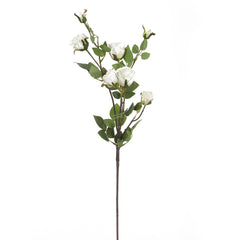 Pearl Cabbage Rose Flowers Pearl Cabbage Rose Flowers