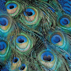 Ambiente Napkin 33 x 33 CM Peacock Feathers Set of 20 Ambiente Napkin 33 x 33 CM Peacock Feathers Set of 20