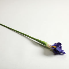 Iris Purple Flower