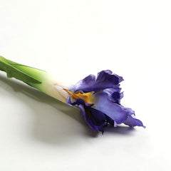Iris Purple Flower