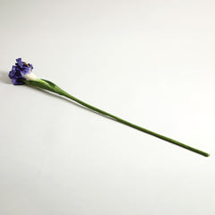 Iris Purple Flower
