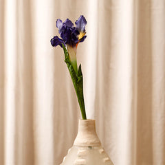 Iris Purple Flower