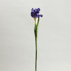 Iris Purple Flower