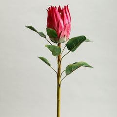 Protea Red Flower
