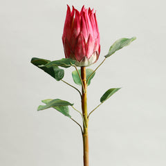 Protea Red Flower