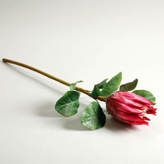Protea Red Flower