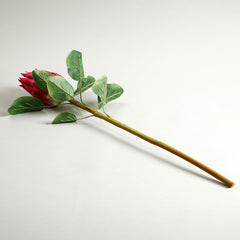 Protea Red Flower