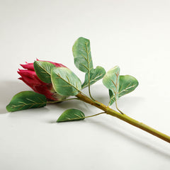 Protea Red Flower