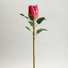 Protea Red Flower