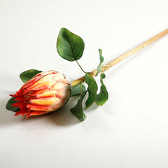 Protea Orange Flower