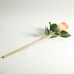 Protea Orange Flower