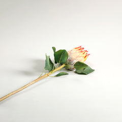 Protea Orange Flower