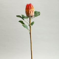 Protea Orange Flower