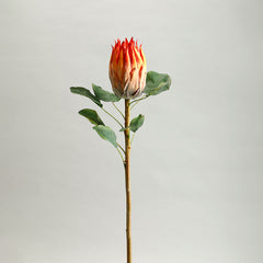 Protea Orange Flower