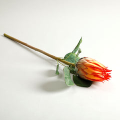 Protea Orange Flower