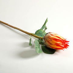 Protea Orange Flower
