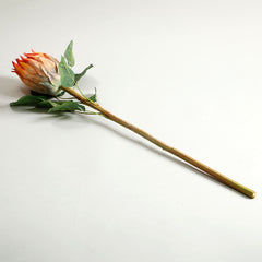 Protea Orange Flower