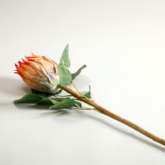 Protea Orange Flower