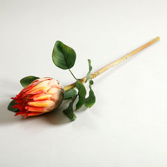 Protea Orange Flower