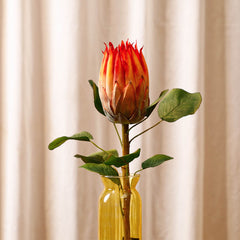 Protea Orange Flower