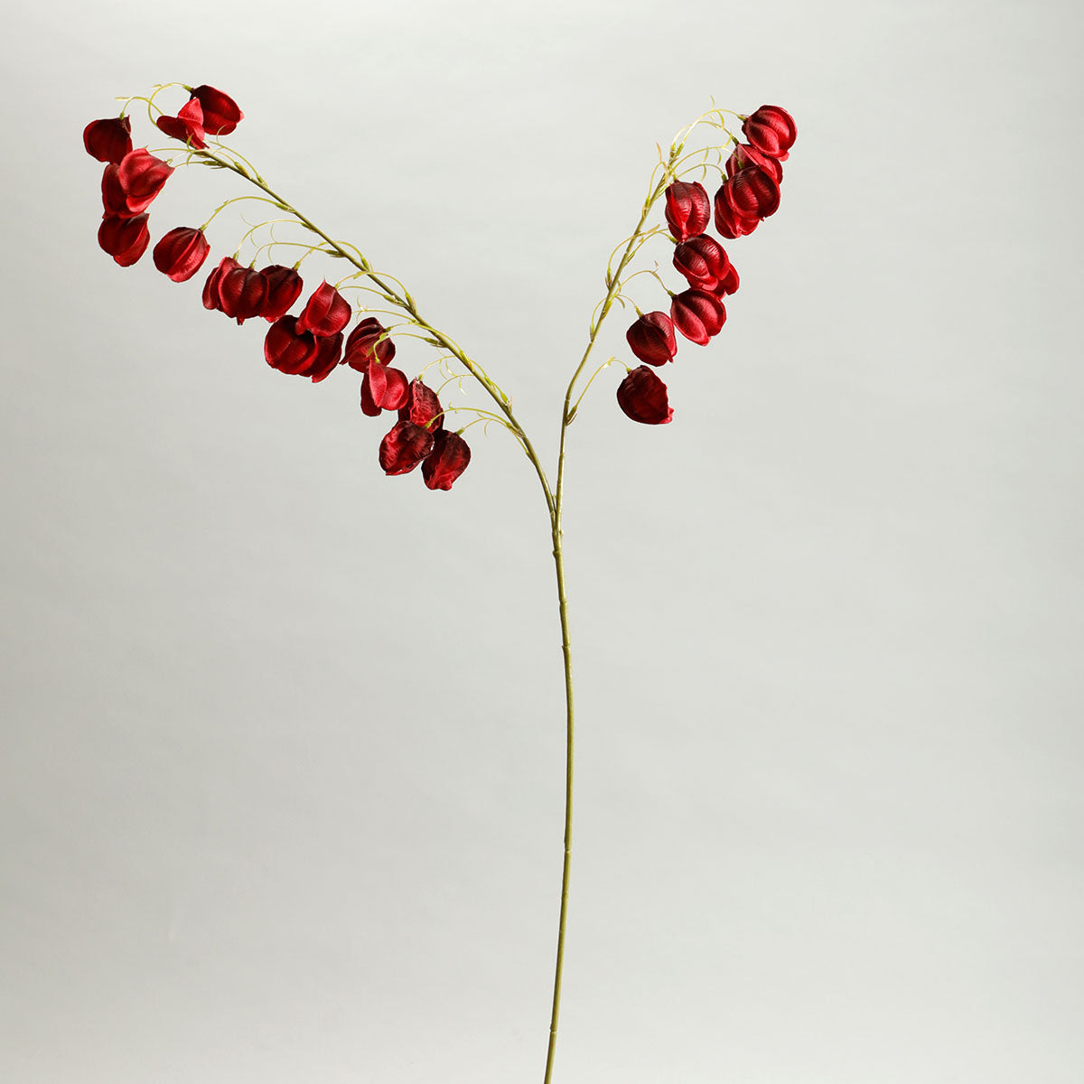 Redbell Flower