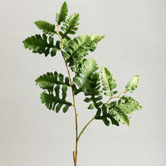 Senecio Cineraria Leaves Green