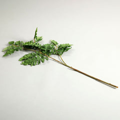 Senecio Cineraria Leaves Green