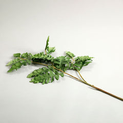 Senecio Cineraria Leaves Green