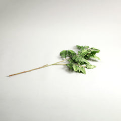 Senecio Cineraria Leaves Green