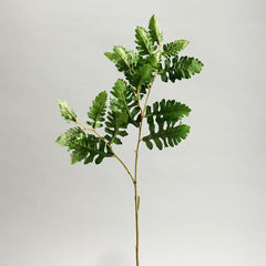 Senecio Cineraria Leaves Green