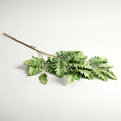 Senecio Cineraria Leaves Green