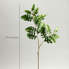 Senecio Cineraria Leaves Green