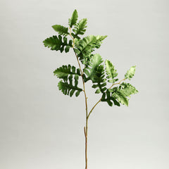 Senecio Cineraria Leaves Green
