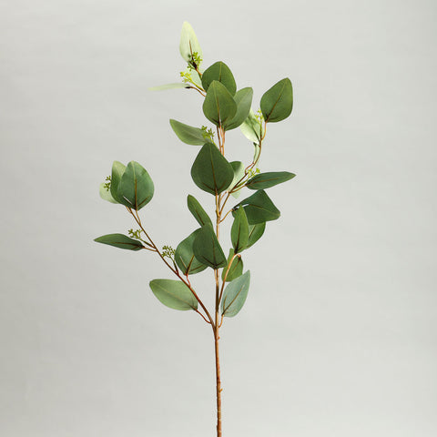 Holand Eucalyptus Leaves Green