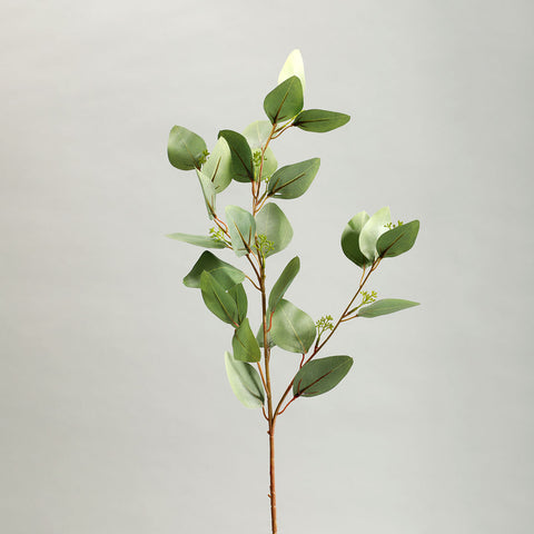 Holand Eucalyptus Leaves Green