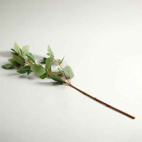 Holand Eucalyptus Leaves Green