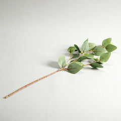 Holand Eucalyptus Leaves Green