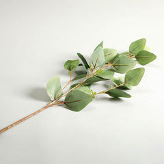 Holand Eucalyptus Leaves Green