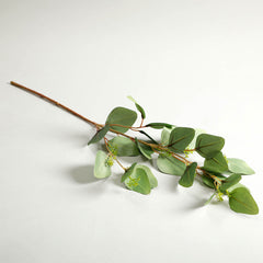 Holand Eucalyptus Leaves Green