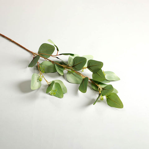 Holand Eucalyptus Leaves Green