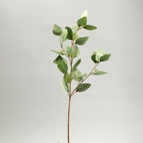 Holand Eucalyptus Leaves Green