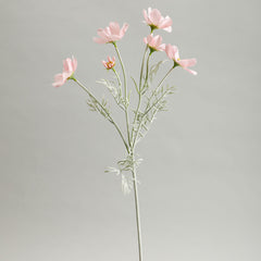 Cosmos Light Pink Flowers
