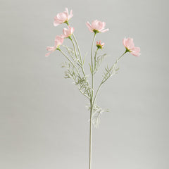 Cosmos Light Pink Flowers