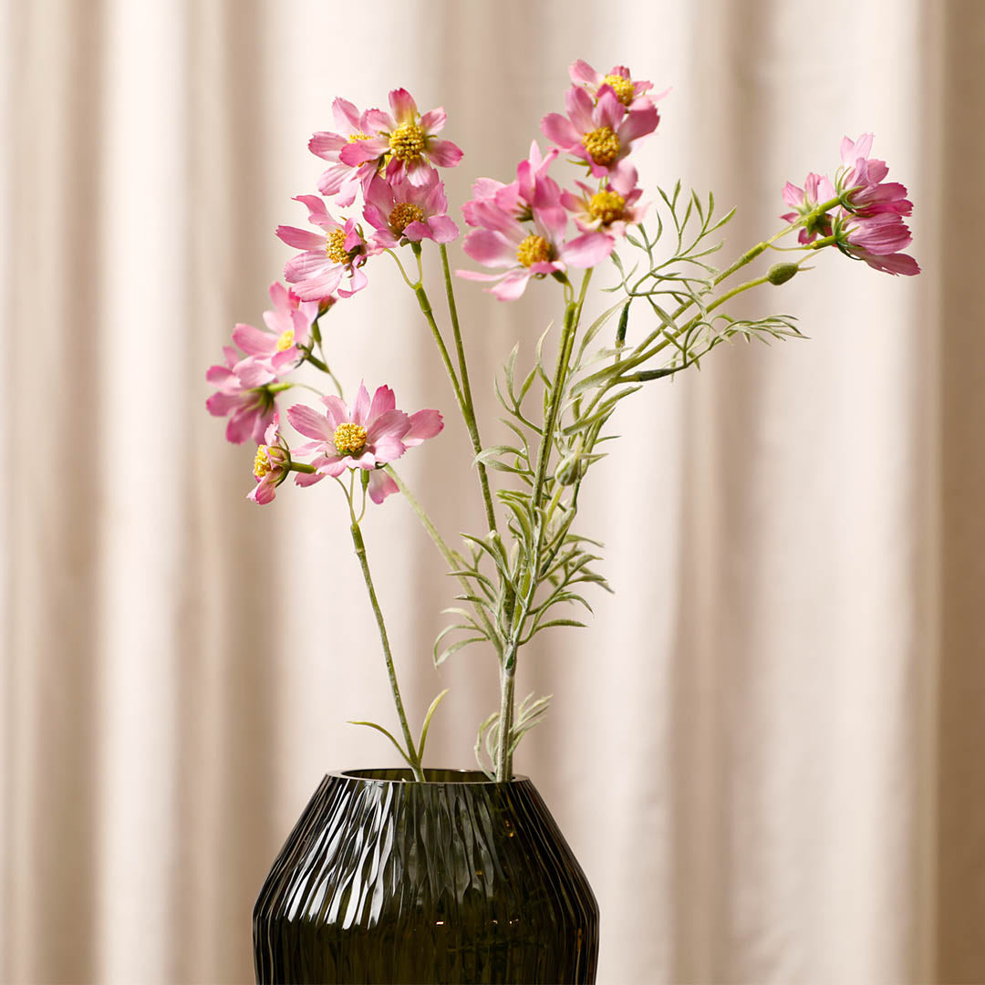 Cosmos Light Pink Flowers