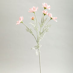 Cosmos Light Pink Flowers